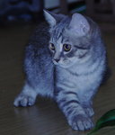 American Short Hair 1 - American Shorthair Cat