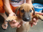 Baby Boy And Baby Girl - Mixed Breed Dog