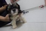 Tiny Size Shih Tzu - Shih Tzu Dog