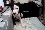 Pitbull Puppy - Pit Bull Terrier Dog