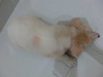 Rabbit (Puchong)  (Goldenmix?) - Mixed Breed Dog