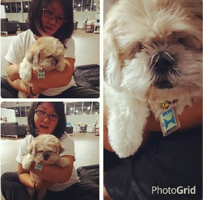 Coco - Shih Tzu Dog