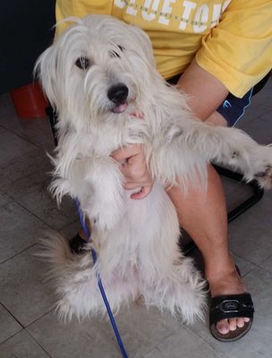 Download Glen of Imaal Terrier Mix Puppy Adopted - 7 Years 2 Months, Fluffy Snow from Klang, Selangor ...