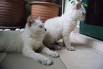 PF54286 - Domestic Long Hair + Burmilla Cat