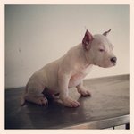 American Bully - American Staffordshire Terrier + Pit Bull Terrier Dog