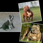 American Bully - American Staffordshire Terrier + Pit Bull Terrier Dog