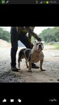 American Bully - American Staffordshire Terrier + Pit Bull Terrier Dog