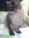 Comel - Persian + Munchkin Cat