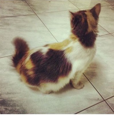 Calico Long Hair + 4 Kitties - Calico + Domestic Long Hair Cat