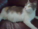 Calico Long Hair + 4 Kitties - Calico + Domestic Long Hair Cat