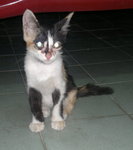 Kitty 3 Calico