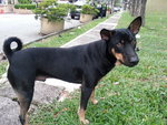 Faith Boy Aka Pipi - Mixed Breed Dog