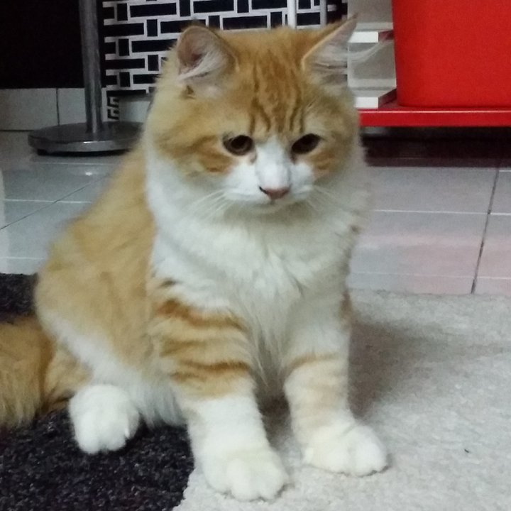 Maine Coon + Persian Kitten Sold - 10 Years 10 Months, Handsome Mix ...