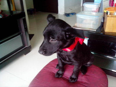 Black With Ribbons Red,blu,white - Mixed Breed Dog