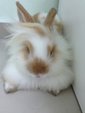 Adult Anggora And Lionhead  - Lionhead + Angora Rabbit Rabbit