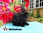 Netherland Dwarfs - Netherland Dwarf Rabbit