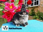 Netherland Dwarfs - Netherland Dwarf Rabbit