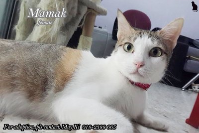 ★  Mayki - Mamak (♀)  ★ - Domestic Short Hair Cat