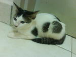 Ms Spotty Aka Emet - Domestic Short Hair Cat