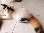 PF55288 - Persian + Maine Coon Cat