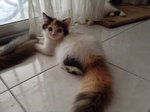 PF55288 - Persian + Maine Coon Cat