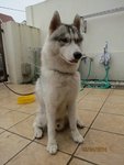 Saber - Siberian Husky Dog