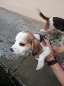 Beagle Puppy For Sales 2014(March) - Beagle Dog