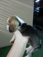 Beagle Puppy For Sales 2014(March) - Beagle Dog