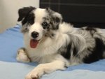 N.g              与妹妹 - Border Collie Dog