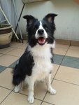 N.g              与妹妹 - Border Collie Dog