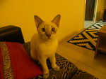 Tino - Siamese Cat