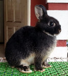 Netherland Dwarf Nd Baby Rabbit 25 - Netherland Dwarf Rabbit