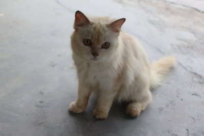 Cumi - Domestic Long Hair Cat