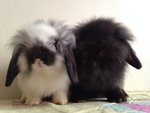 Bunny - Lionhead + Lop Eared Rabbit