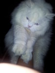 Smarties - Persian Cat