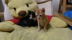Cally - Tortoiseshell + Domestic Short Hair Cat