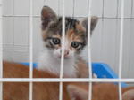 Kunyit &amp; Dorothy - Domestic Short Hair Cat
