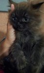 Domok - Persian Cat