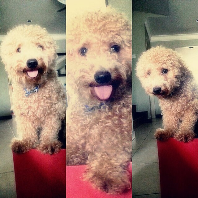 Sidhu - Poodle Dog