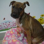 ♡ April ♡ ( Video-toilet Trained ) - Boxer Mix Dog