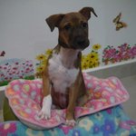 ♡ April ♡ ( Video-toilet Trained ) - Boxer Mix Dog