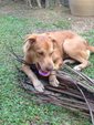 Unknown ( We Call Him Ardbeg) - Golden Retriever Mix Dog