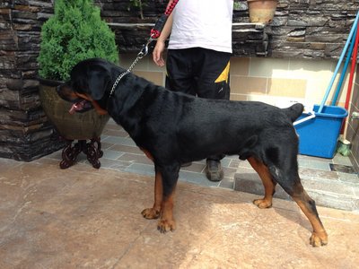 Rocky - Rottweiler Dog