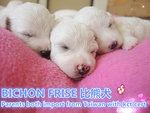 Quality Bichon Frise - Bichon Frise Dog