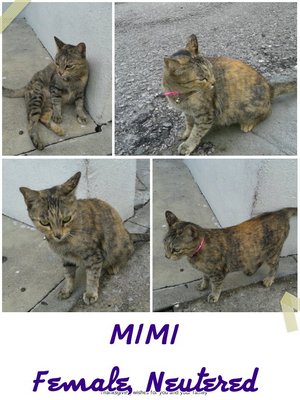 Mimi - Domestic Short Hair Cat