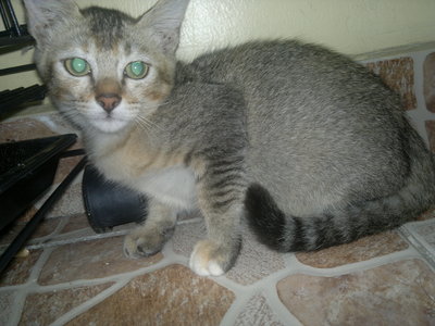 Tabby - Tabby + Domestic Medium Hair Cat