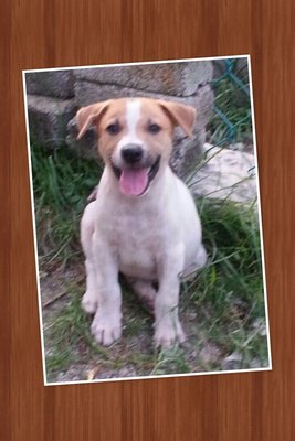 Snoopy - Mixed Breed Dog