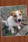 Snoopy - Mixed Breed Dog