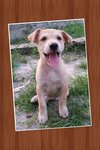 Casey - Mixed Breed Dog