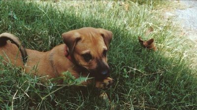 Leo - Mixed Breed Dog